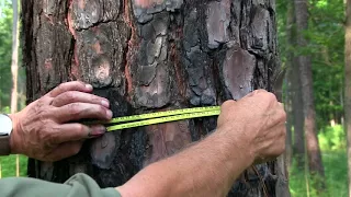 Measuring tree diameter using a diameter tape