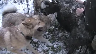 Первая охота на кабана  ТИШКИ ,БУЧА И АДЫ .