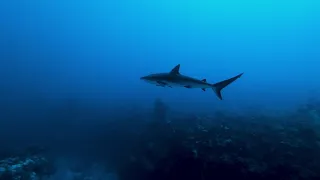 Diving with Sharks in Belize