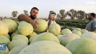 Iraq enters watermelon harvest season