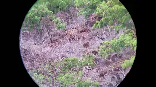 Hawaii Axis Deer hunting.