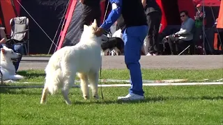 DKK Roskilde 20180512 White Swiss Shepherd Dogs