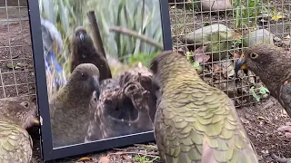 What Happens When You Show Kea A Mirror?