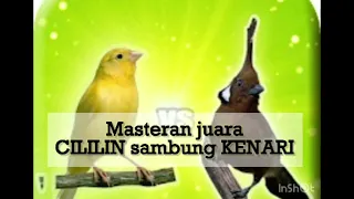 Masteran murai batu juara cililin sambung kenari