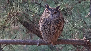 Korea owl   수리부엉이