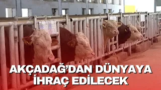 AKÇADAĞ’DAN DÜNYAYA İHRAÇ EDİLECEK