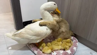 The scene is warm,the cat and the duckling are hugging and chatting!The duck is confused.🤣funny cute