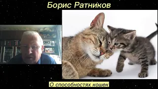 Борис Ратников. О способностях кошек. Отрывок из онлайн семинара