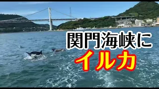 びっくり！関門海峡にイルカ！！！