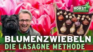 Blumenzwiebeln für Balkon und Terrasse in Kübel pflanzen – so geht’s! | Horst sein Schrebergarten