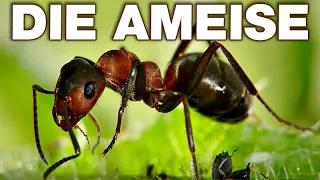 Die Ameise - Anatomie und Biologie | Alternative Fakten fürs Referat | Parodie