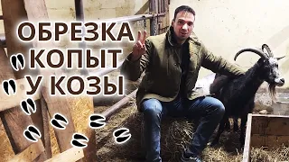 Как правильно обрезать копыта козам? | Обрезка и расчистка копыт козам