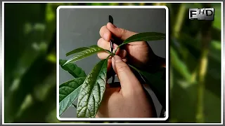 How to grow an Avocado from seeds at home - (part 4)