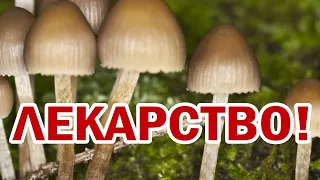 ПСИЛОЦИБИН ЛЕКАРСТВО!