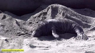Elephant Seal pups, San Simeon, California. 4K Video