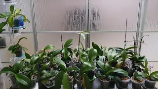 Как избавиться от трипса на орхидеях?