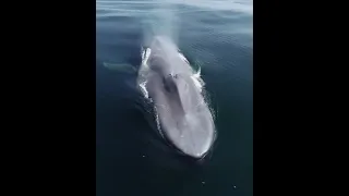 Biggest Animal in the world 😯😮 Blue Whale the biggest Animal to ever live #shorts #animal #bluewhale