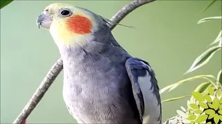 CALOPSITA CHAMANDO  A OUTRA!