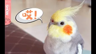 鹦鹉们会如何经营自己的鸟际关系。【马可波罗show】Cockatiel