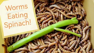 1,000 Superworms eating Water Spinach - Timelapse - Smart Daddy