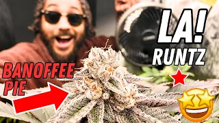 Perpetual FLOWER STAGE Finishing STRONG and LA RUNTZ!!! 💪🔥 (Seed to Harvest Series)