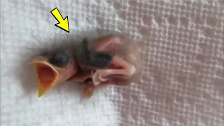 The chick fell out of the nest and miraculously survived. This is how he grew up after 36 days!