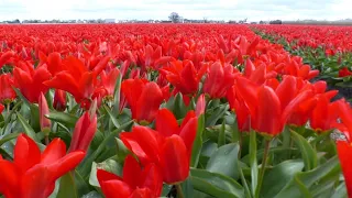 NETHERLANDS TULIPS FIELD