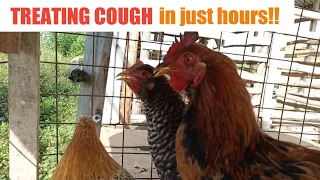 TREATING COUGH IN CHICKENS IN JUST HOURS / Easy way.