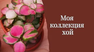 Хойи. Обзор моей коллекции 🌱