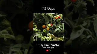 82 Day Tomato Timelapse