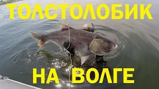 Анонс фильма про подводную охоту на Толстолобика.