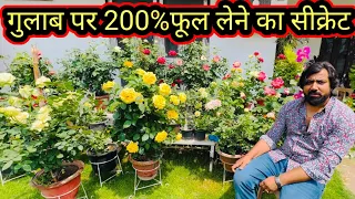 छोटे गमले में 200% गुलाब  सीक्रेट जान लो