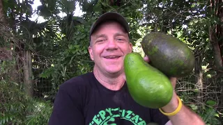 How to Ripen Your Avocado and Keep It From Turning Brown