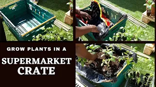 Transplanting tomatoes seedlings into a Supermarket Crate, Using eggshells for healthy growth