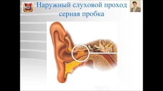 Лекция № 12. Органы чувств - 2: орган слуха и равновесия. Лекция по гистологии.