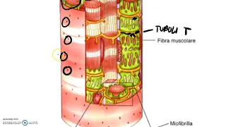 Contrazione muscolare e giunzione neuromuscolare