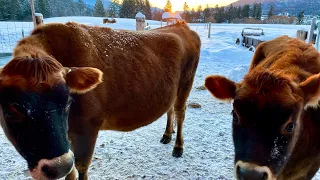 Milking cows on a cold Winter Solstice morning