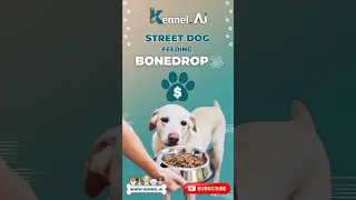 Street Dog Feeding 🐾