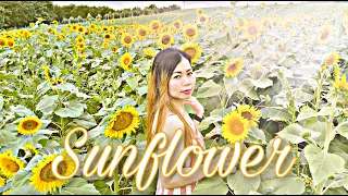 SUNFLOWER FIELDS  |  CINEMATIC 4K VIDEO