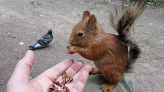 Видео, в котором я просто кормлю Ушастика / A video in which I feed a familiar squirrel