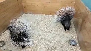 when two porcupine first met