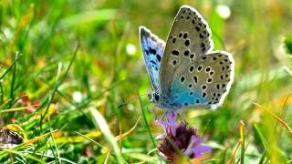 Large Blue Butterfly at Collard Hill