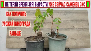 🍇 Как получить УРОЖАЙ ВИНОГРАДА раньше. Выращиваем саженец с ЗАКРЫТОЙ КОРНЕВОЙ системой!