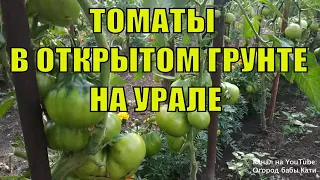 Самые урожайные сорта томатов. Обзор томатов в открытом грунте на Урале.