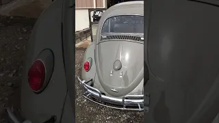 Spring Is HERE!  Give Your Classic VW Beetle Bug a Bath!  #shortsvideo #shorts #vw