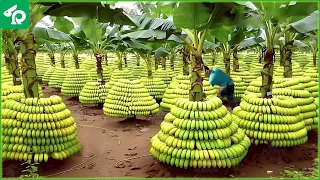 🍌 American Farmers Produce 9.5 Million Tons of Bananas This Way - Banana Farming