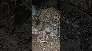 Amazing Komodo Dragon wants to eat cows at night.#shorts