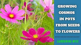 Growing cosmos from seeds in containers with results ~ Growing Cosmos from seed to flowers