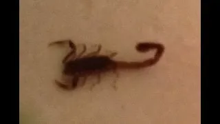 scorpion in my bathroom