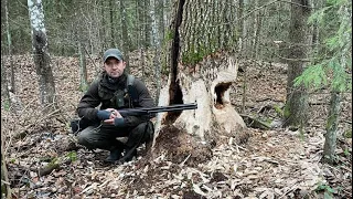 Охота с лайками на копытных. Ходовая охота. Тропами дикого зверя. Protected paths of the wild beast.